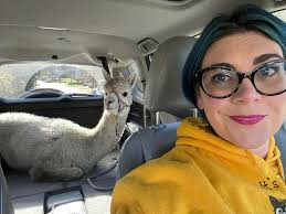 My 7 year-old female pot-belly's tummy has become increasingly bloated, to  the point that she is having trouble walking. She has been happy and  healthy all these years, but for the past