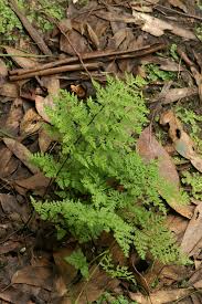 Image result for Cheilanthes involuta