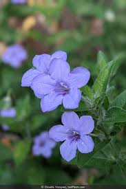 Image result for Vandellia humilis