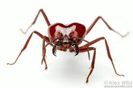 pin on ant inspirations