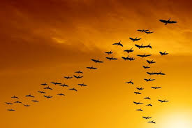 Birds Fly South For The Winter Geese Flying South For The Winter Bird Migration Birds Migratory Birds