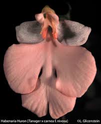 Image result for Habenaria humilior