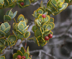 Image result for Osyris compressa