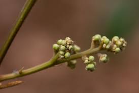 Image result for Aporrhiza paniculata