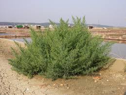 Image result for Suaeda