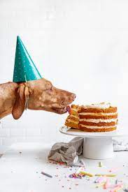 Check spelling or type a new query. Dog Birthday Cake Recipe How To Make Cake For Your Dog