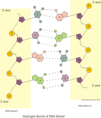 Examine the structure of one nitrogenous base molecule by clicking on the button below (wait a few seconds for it to load in the space at right). Dna Structure Overview Diagrams Expii