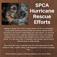 Your new companion may be just a click away! Spca Hurricane Efforts Dog Cat Pet Adoption Animal Shelter In Buffalo