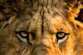 Unable To View Lion In 3d In Your Space Here Re 10 Hd Wallpapers And Photos Of Lions The Mighty King Of The Jungle For Free Download Online Latestly