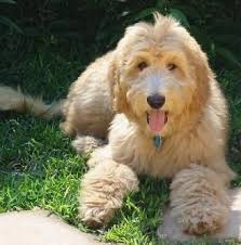 Goldendoodle One Of The Softest Dogs Ever One Of My Neighbors Had One Named Teddy Goldendoodle Doodle Dog Goldendoodle Haircuts