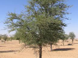 Young tree will remove from pot for easier transport about 5 yrs old cash on collection from consett. Dubai Desert Conservation Resort