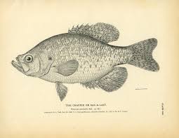 Crappie Sac A Lait Crappie Fish Art Fish Drawings