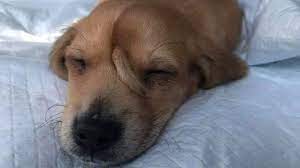 Meet Narwhal The Unicorn Puppy With A Tail Growing From His Forehead Puppies Dogs Hugging Narwhal