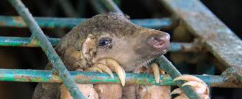 Pangolins are often poached for their keratin scales, which are used as ingredients in traditional chinese medicine. China Still Making Pangolin Based Treatments Despite Banning Use Of Scales Report Says Green Impact