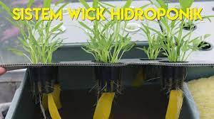 Cara menjual sayur hidroponik, pelatihan hidroponik, kiat jualan sayur hidropoik, toko hidroponik, koperasi hidroponik, petani hidroponik, sayuran sehat hidroponik, urban farming, urban hidroponik, hidroponik bandung, hidroponik karawang, hidroponik cianjur. Cara Menanam Sayur Hidroponik Untuk Pemula Bahan Dan Alat Mudah Didapat Tribun Timur