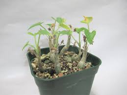 Image result for Corallocarpus bainesii