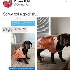 Best Dog Memes Cute Animals Funny Animal Memes Cute Animal Memes