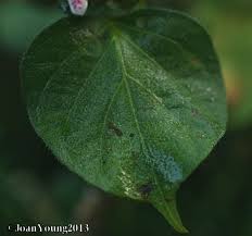 Image result for Isoglossa