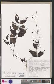 Image result for Pouchetia