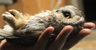 Leslie Abram (@LAbramPhotos)