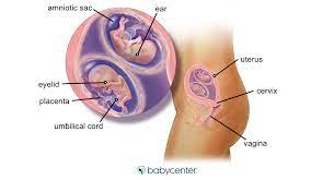 Fraternal twins in the womb: Fraternal Twins In The Womb 12 Weeks Babycenter