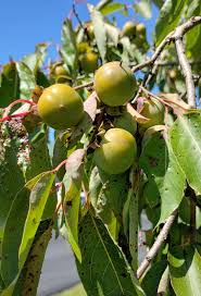 Image result for Diospyros