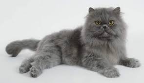 Kucing parsi wallpaper kucing comel 81021+ nama untuk kucing comel, lucu dan unik. Kucing Baka Parsi Yang Mempunyai Afg Wonder Petland Facebook