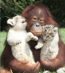 The Cutest Animal Friendship 101 D Animals Friendship Animals Beautiful Cute Animals