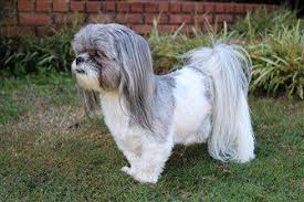 Shih tzu haircuts vary greatly. 18 Shih Tzu Haircuts Male Ideas In 2021 Shih Tzu Shih Tzu Haircuts Shih Tzu Dog