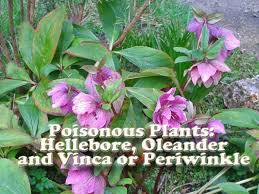 Check spelling or type a new query. Poisonous Plants Hellebore Oleander And Vinca Or Periwinkle Dengarden