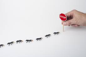 Pests removed or eliminated include our pest controllers practice the latest in the handling of poisons, insecticides, traps and fumigation techniques. Home Pest Control Services Brighton Call 01273 978 275