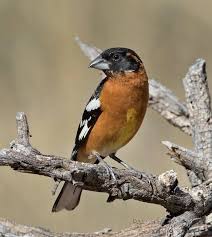 Get the latest baltimore orioles news, scores, stats, standings, rumors and more from nesn.com, your home for all things mlb. Cornell Lab Of Ornithology Quiz Answer This Stocky Bird Has A Large And Thick Bill Two Different Families Of Birds Share These Characteristics Cardinals And Finches Two Species In The Finch
