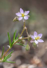 Image result for Spergula