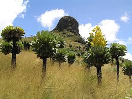 Image result for Dendrosenecio erici-rosenii