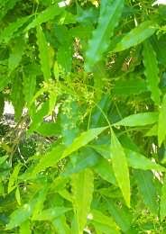 Image result for Vepris