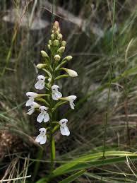 Image result for Disa saxicola