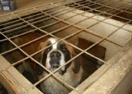 Our puppies for sale in pa are from reputable puppy breeders in the aca five star achievement program. 7 Lancaster County Kennels Listed Among Humane Society S Horrible 100 Breeding Facilities Local News Lancasteronline Com