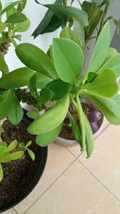 Image result for Euphorbia grantii