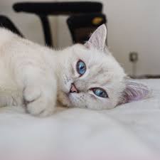 Epingle Sur British Cat Sakura A Colourpoint British Shorthair