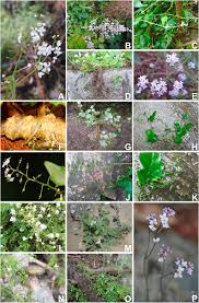 Image result for Oreophyton falcatum