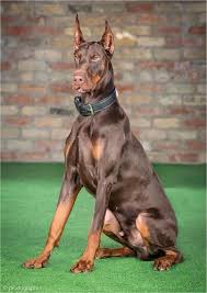 Docked Cropped Trained Dobermans For Sale Doberman Protection Dog Family Protection Dog Doberman Dogs Dogs Doberman Pinscher