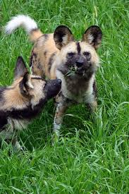 Wild Dogs Play At Binder Park Zoo Wild Dogs African Wild Dog Dogs