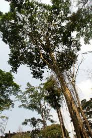 Image result for Treculia