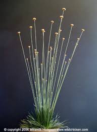 Image result for Syngonanthus