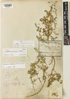 Image result for Suaeda monoica