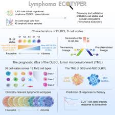 This document was written by kathryn dewey based on the conclusions of an informal. The Landscape Of Tumor Cell States And Ecosystems In Diffuse Large B Cell Lymphoma Sciencedirect