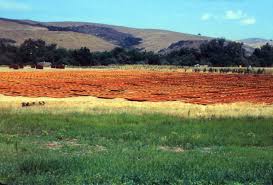 Image result for Apricot 1972 Hussmann