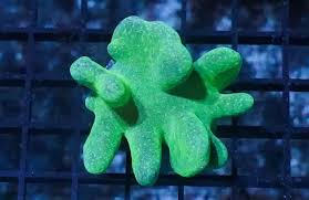 Devil's Hand Leather Coral:Green - - Soft Corals - Coral