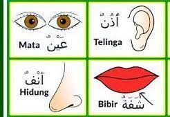 Kepala الرأس ar ro'su jidat الجبهة al jabhah muka الوجه al wajhu bibir الشفة as syafah mulut الفَمّ al famu pipi الخدّ al khoddu hidung الأنف al anfu lidah اللسان al lisan gigi السنّ as sinnu dagu الذقن adz dzuqnu kumis الشارب as syaribu jenggot. Bahasa Arab Nya Hidung Mata Mulut Jawab Dong Pls Brainly Co Id