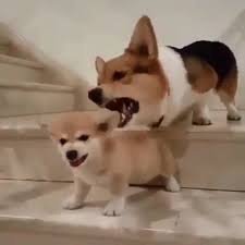 Hope you like our puppies compilation, can we hit in this video, you will see cute corgi puppies doing funny things compilation 2017, we love all kind. Funny Corgi Dog Video Funny Corgi Video Funny Animal Video Funny Pet Video Funny Corgi Puppy Video Corgi Funny Dogs Funn Corgi Dog Corgi Funny Cute Corgi Puppy